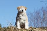 AKITA INU 087